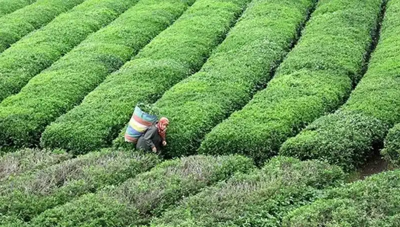 ÇAYKUR, Bayramda Da Yaş Çay Alımını Süreklilikle Gerçekleştirecek!