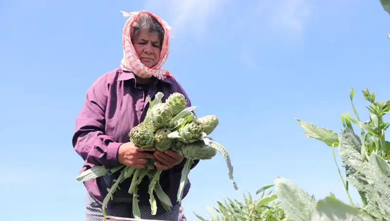 Tarladan Sofralara Yükselen Fiyatlar: Tezgah Başına 50 TL!