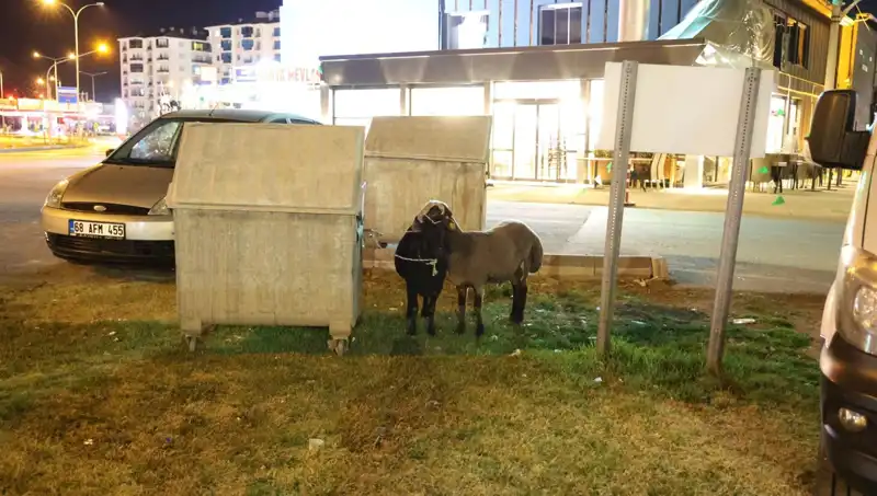Mor Karaman Koyunları: Bir Kaderin Yüzyüze Geldiği Hayvanlar