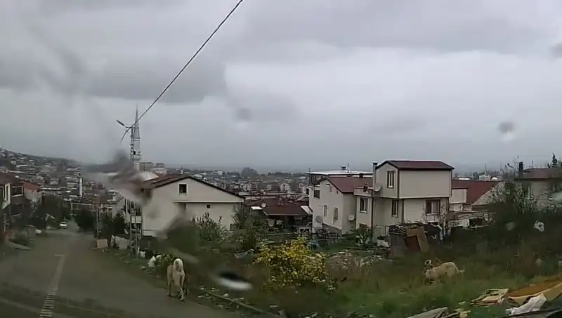 Sahipsiz Köpeklerin Saldırısı, 5 Yaşındaki Çocuğu Ağır Yaraladı!