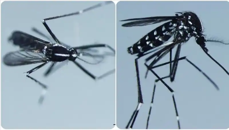Chikungunya Virüsü: Belirtileri ve Görüldüğü Ülkeler Hakkında Bilgiler