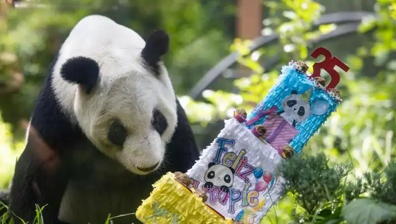 Dev Panda Xin Xin: 35. Yaşında Halen İlgi Odağı!