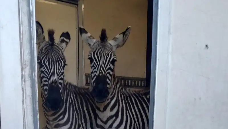 Sınırda Durdurulan Minibüsten 2 Zebra, 6 Maymun ve Daha Fazlası!