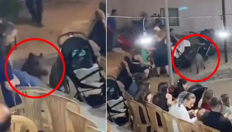 Düğün Törenine Yaban Domuzu Baskını: Panik Anları!