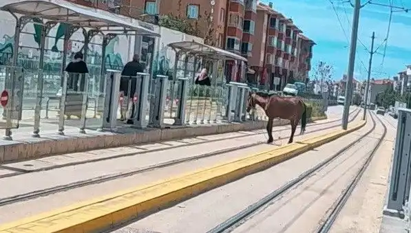 Eskişehir Tramvay Raylarında Başıboş Gezen At Görüntüleri Şaşkınlık Yarattı